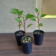 Load image into Gallery viewer, 1 x Rosella Hibiscus Sabdariffa Seedling