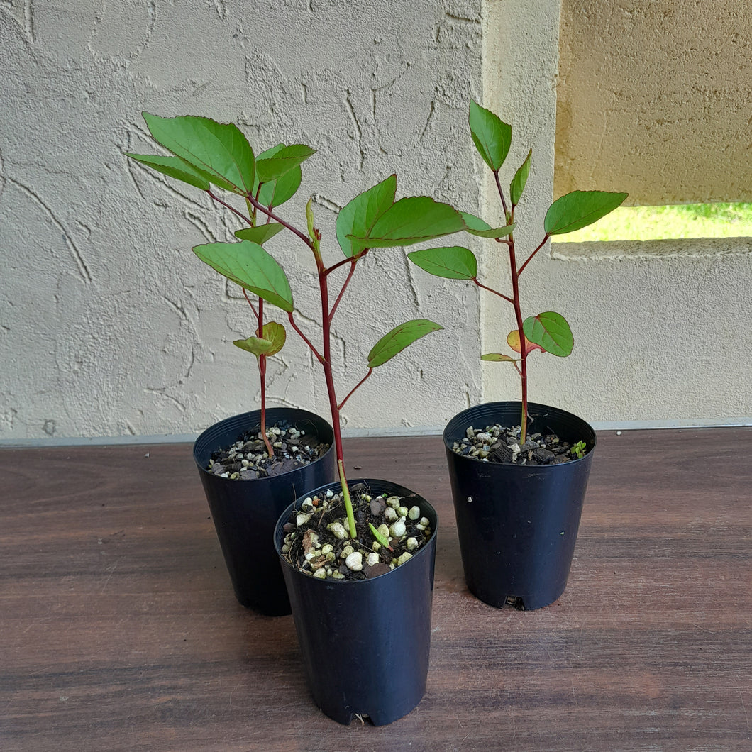 1 x Rosella Hibiscus Sabdariffa Seedling