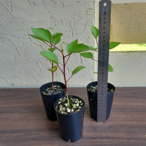 1 x Rosella Hibiscus Sabdariffa Seedling