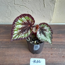 Load image into Gallery viewer, #R66 Begonia Unknown