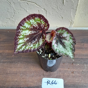 #R66 Begonia Unknown