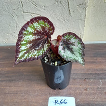 Load image into Gallery viewer, #R66 Begonia Unknown