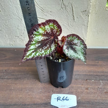 Load image into Gallery viewer, #R66 Begonia Unknown