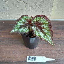 Load image into Gallery viewer, #R88 Begonia Unknown