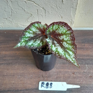 #R88 Begonia Unknown