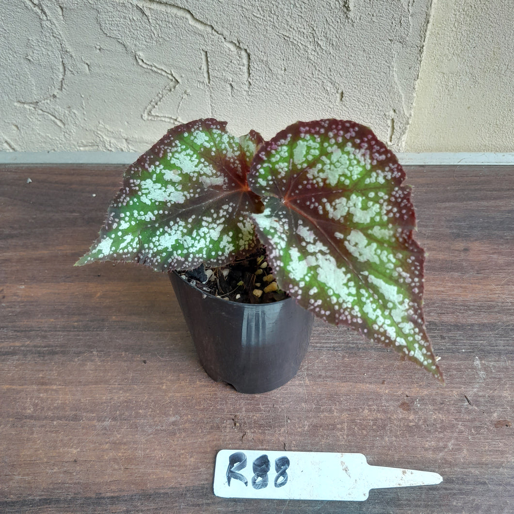 #R88 Begonia Unknown