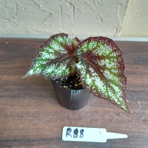 #R88 Begonia Unknown