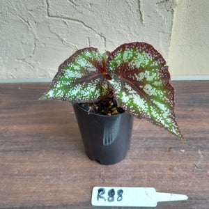 #R88 Begonia Unknown