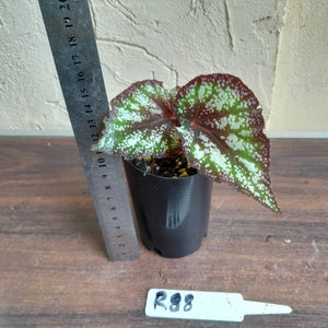 #R88 Begonia Unknown