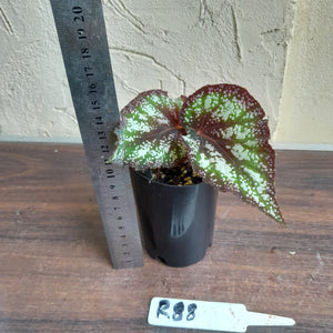 #R88 Begonia Unknown