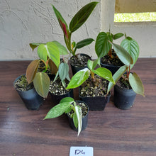 Load image into Gallery viewer, #D4 Baby Philodendron Pack - 8 x Plants