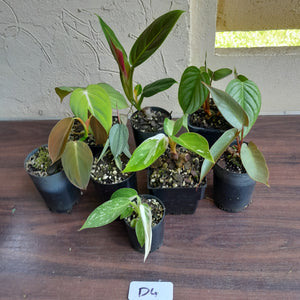 #D4 Baby Philodendron Pack - 8 x Plants