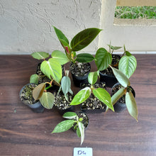 Load image into Gallery viewer, #D4 Baby Philodendron Pack - 8 x Plants