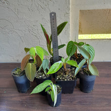 Load image into Gallery viewer, #D4 Baby Philodendron Pack - 8 x Plants