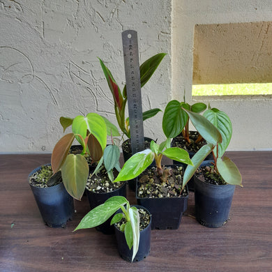 #D4 Baby Philodendron Pack - 8 x Plants