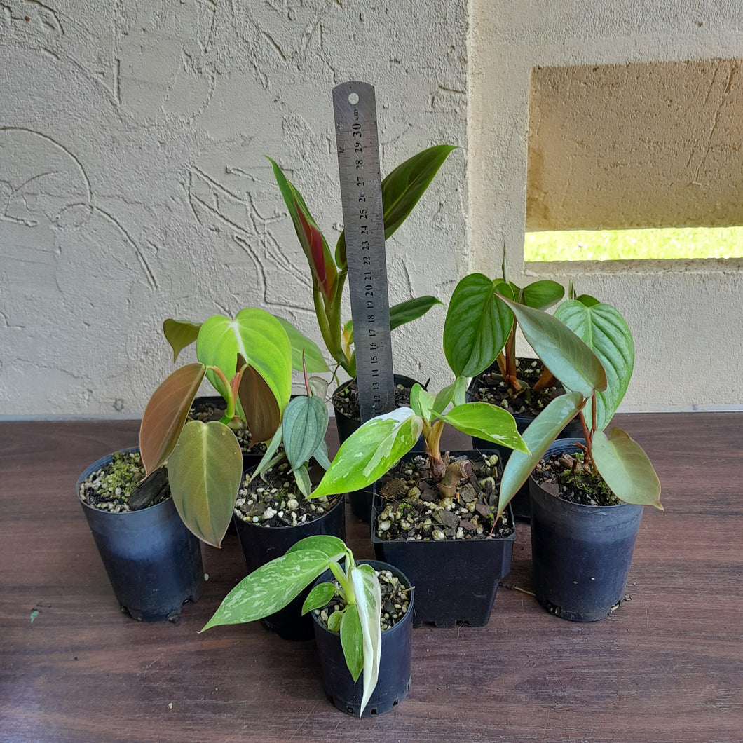 #D4 Baby Philodendron Pack - 8 x Plants