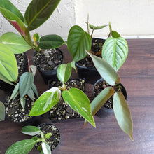 Load image into Gallery viewer, #D4 Baby Philodendron Pack - 8 x Plants