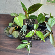 Load image into Gallery viewer, #D4 Baby Philodendron Pack - 8 x Plants