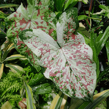 Load image into Gallery viewer, #R485 Caladium - Multiple in Pot