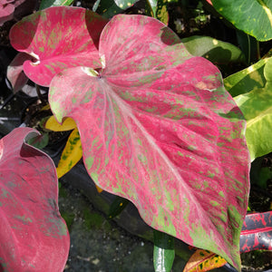 #R71 Caladium