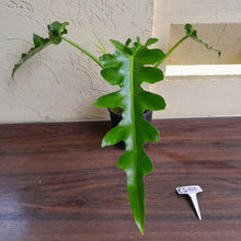 Load image into Gallery viewer, #G33 Philodendron Bob Cee