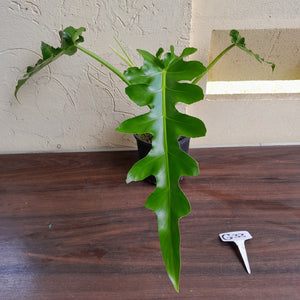 #G33 Philodendron Bob Cee