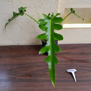 #G33 Philodendron Bob Cee
