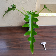 Load image into Gallery viewer, #G33 Philodendron Bob Cee