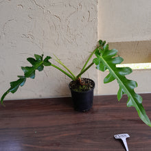 Load image into Gallery viewer, #G33 Philodendron Bob Cee
