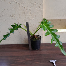 Load image into Gallery viewer, #G33 Philodendron Bob Cee