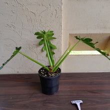 Load image into Gallery viewer, #G33 Philodendron Bob Cee