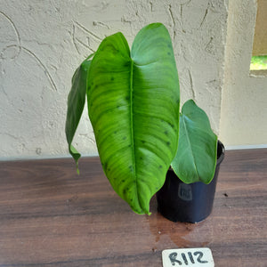 #R112 Philodendron Sharoniae