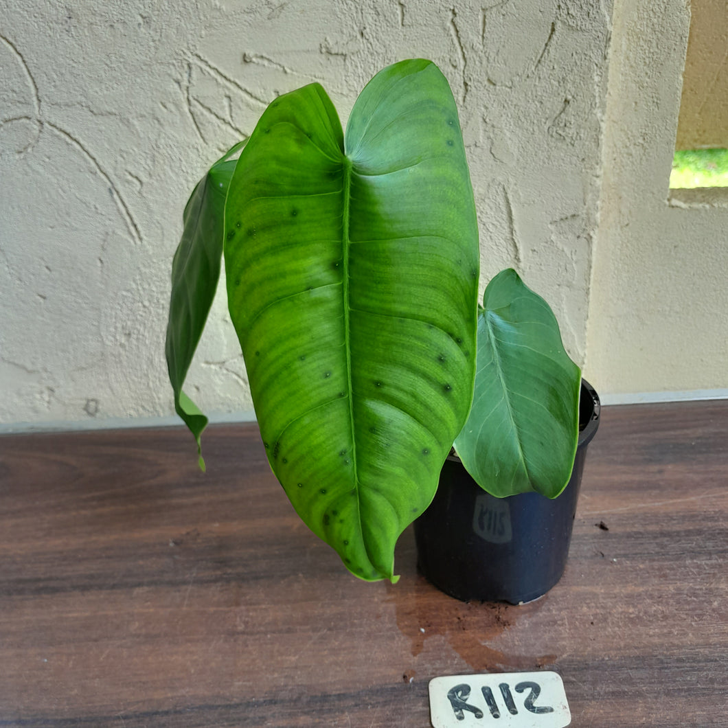 #R112 Philodendron Sharoniae