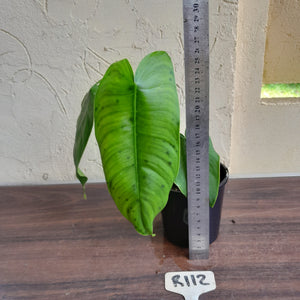 #R112 Philodendron Sharoniae