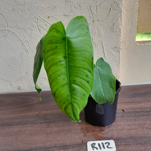 #R112 Philodendron Sharoniae