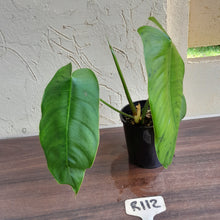 Load image into Gallery viewer, #R112 Philodendron Sharoniae