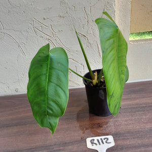 #R112 Philodendron Sharoniae