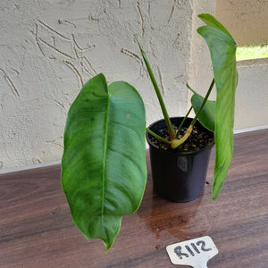 #R112 Philodendron Sharoniae