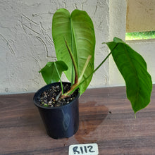 Load image into Gallery viewer, #R112 Philodendron Sharoniae