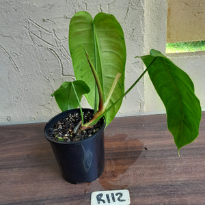 #R112 Philodendron Sharoniae