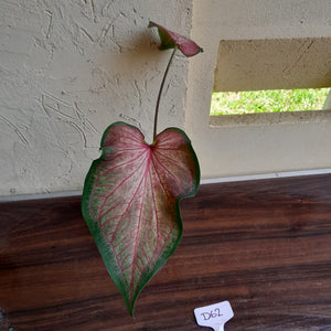 #R62 Caladium