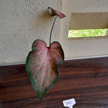 Load image into Gallery viewer, #R62 Caladium