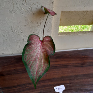 #R62 Caladium