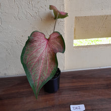 Load image into Gallery viewer, #R62 Caladium