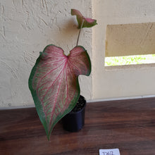 Load image into Gallery viewer, #R62 Caladium