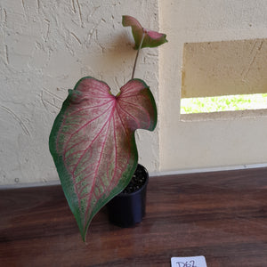 #R62 Caladium