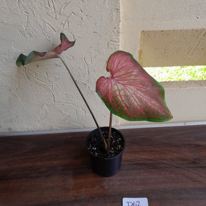 #R62 Caladium