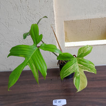 Load image into Gallery viewer, #R15 Philodendron Florida Beauty