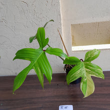 Load image into Gallery viewer, #R15 Philodendron Florida Beauty