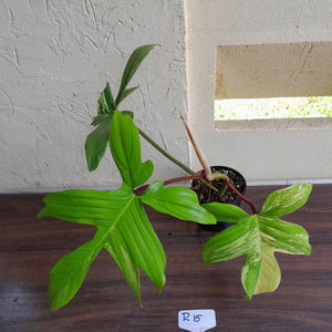 #R15 Philodendron Florida Beauty